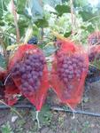 фото Защитная сетка для гроздей винограда