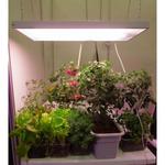 фото Фитосветильник для рассады и комнатных растений