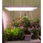 Фото №2 Фитосветильник для рассады и комнатных растений