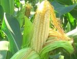 фото Семена гибриды кукурузы НК Нерисса (Syngenta)