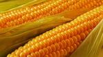 фото Гибриды семена кукурузы Сингента