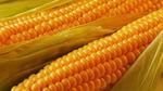 фото Гибриды семена кукурузы Монсанто