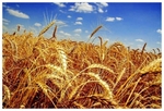 фото Семена Пшеницы яровой