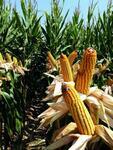 Фото №2 Семена кукурузы ЕС Москито (Euralis Semences) ФАО 350