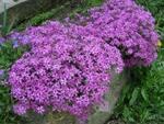 Фото №2 Флокс шиловидный (Phlox subulata)