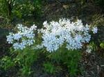 Фото №2 Флокс растопыренный (Phlox divaricata "White Perfume")
