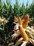 Фото №2 Семена кукурузы ДКС 3705 (Monsanto) ДКС 3705