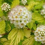 Фото №2 Пузыреплодник калинолистный (Physocarpus opulifolius "Darts Gold")