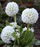 Фото №2 Примула мелкозубчатая (Primula denticulata "Alba")