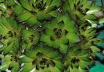 фото Молодило кровельное (Sempervivum tektorum)