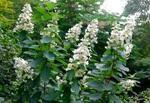 Фото №2 Гортензия метельчатая (Hydrangea paniculata "Tardiva") 2-х летка