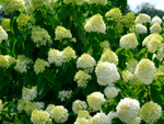 Фото №2 Гортензия метельчатая (Hydrangea paniculata "Limelight")