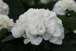 фото Гортензия древовидная (Hydrangea arborescens "White Ball")