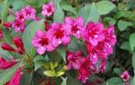 Фото №2 Вейгела цветущая (Weigela florida "Bristol Ruby")