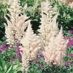 Фото №2 Астильба японская (Astilbe japonica "Gladstone")