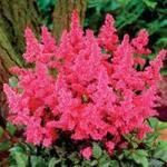 Фото №2 Астильба японская (Astilbe japonica "Bonn")