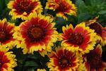 Фото №2 Гайлардия (Gaillardia)