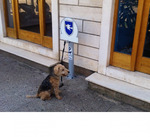 фото Рекламная парковка для собак Дог