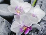 фото Фотообои PRORAB Фотообои 140х200 "Симфония" Белая орхидея К-095