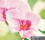 фото Фотообои PRORAB Фотообои 140х196 "Симфония" Розовая орхидея К-008