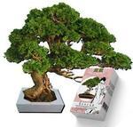 фото Бонсай - карликовые деревья в миниатюре