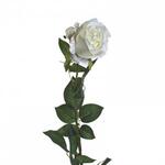 фото Роза белая 80 см (12) - 00002400