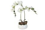 фото Декоративные цветы Орхидея белаяна керамической подставке Dream Garden ( DG-15009-FU-AL )