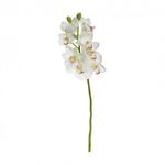 фото Орхидея белая