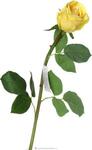 фото Цветок искусственный роза длина 50 см