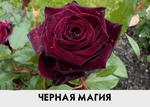 фото Саженец розы Черная Магия