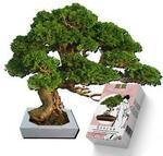 фото Карликовые деревья Бонсай в миниатюре