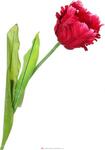 фото Цветок искусственный тюльпан длина 73 см