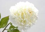 фото Цветок искусственный белый пион длина 48 см