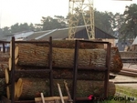 фото Реализуем круглые лесоматериалы машинными нормами со склада г. Киев