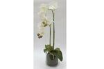 фото Декор.цветы Орхидея белая в стекл.вазе - DG-F6836W Dream Garden