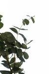 фото Листья эвкалипта 90 см (24) (TT-00000677)