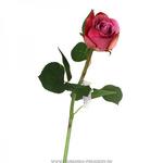 фото Цветок искусственный роза длина 50 см,