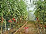 фото Капельная лента эмиттерного типа Tuboflex длина 50 метров шаг 40 см для полива растений