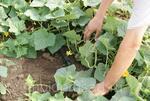 фото Эмиттерная капельная лента Viola 25 метров шаг капельницы 20 см для полива растений