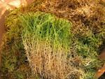 фото Межвенцовый мох сфагнум для деревянного дома меш. 25 л