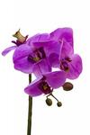 фото Орхидея сиреневая в горшке