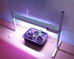 фото Фитосветильник светодиодный Led-30 60 Вт ( светильник для растений)