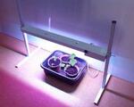 фото Светодиодный фитосветильник Led-15 30 Вт ( светильник для растений)