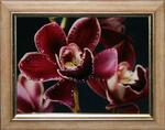 фото Цветок орхидеи (1588)