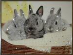 фото Картина Братцы кролики с кристаллами Swarovski (1060)