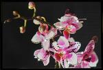 фото Маленькая орхидея (1205)