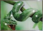 фото Зеленый Змей (1107)