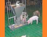 Фото №5 Оборудование для промышленного свиноводства на свинофермы