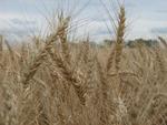 фото Московская 40. Семена озимой пшеницы.