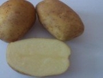 Семенной картофель из Беларуси в Азове